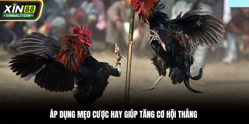 Áp dụng mẹo cược hay giúp tăng cơ hội thắng