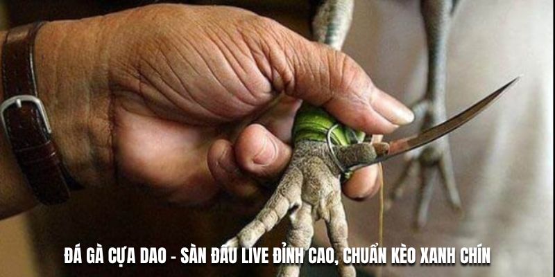 Đá gà cựa dao