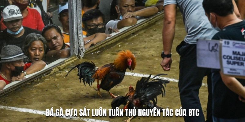 Đá gà cựa sắt luôn tuân thủ nguyên tắc của BTC