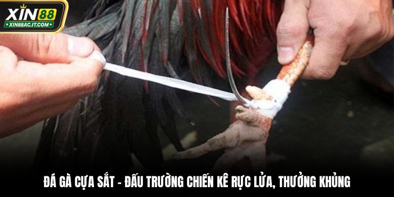 Đá gà cựa sắt