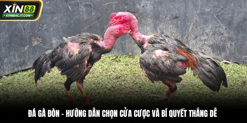 Đá gà đòn