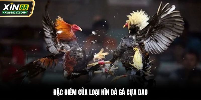 Đặc điểm của loại hình đá gà cựa dao