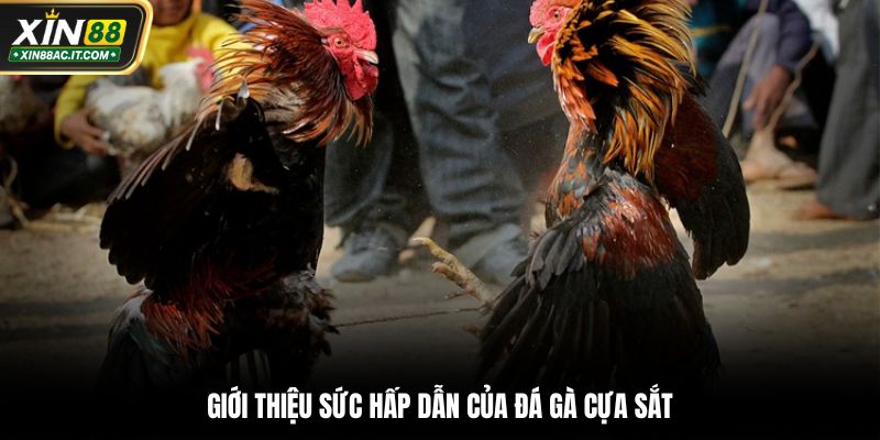 Giới thiệu sức hấp dẫn của đá gà cựa sắt