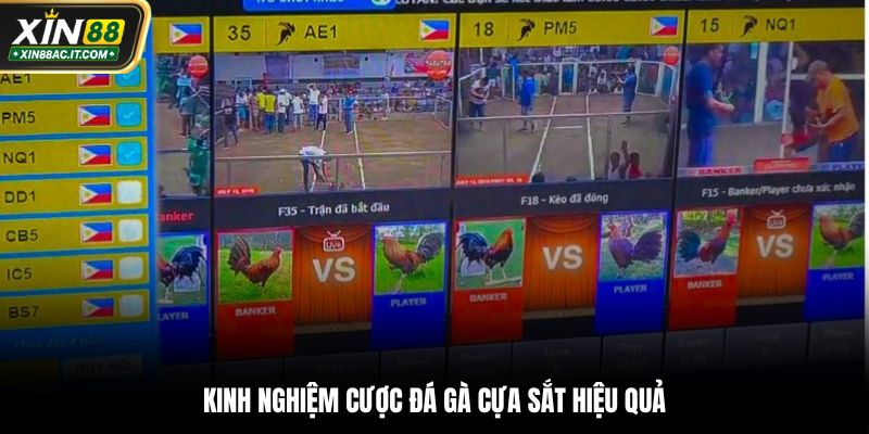 Kinh nghiệm cược đá gà cựa sắt hiệu quả