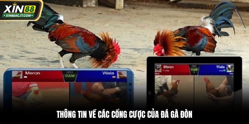 Thông tin về các cổng cược của đá gà đòn