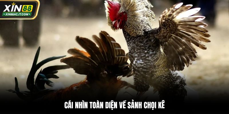 Cái nhìn toàn diện về sảnh chọi kê