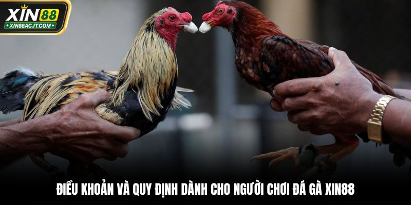 Điều khoản và quy định dành cho người chơi đá gà XIN88