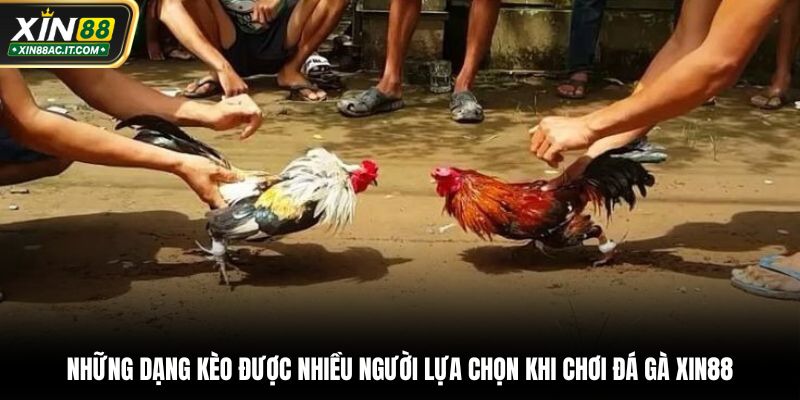 Những dạng kèo được nhiều người lựa chọn khi chơi đá gà XIN88