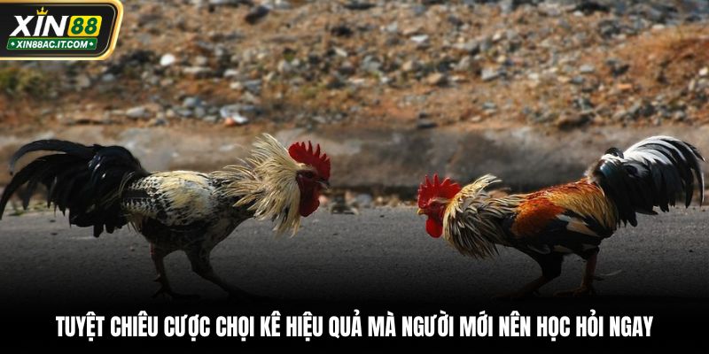 Tuyệt chiêu cược chọi kê hiệu quả mà người mới nên học hỏi ngay